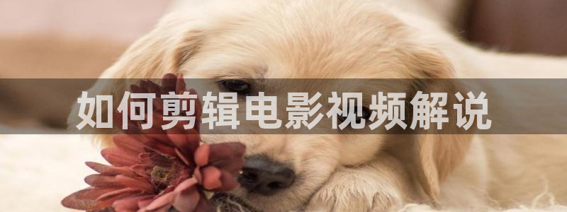 青苹果高清免费观看电视剧